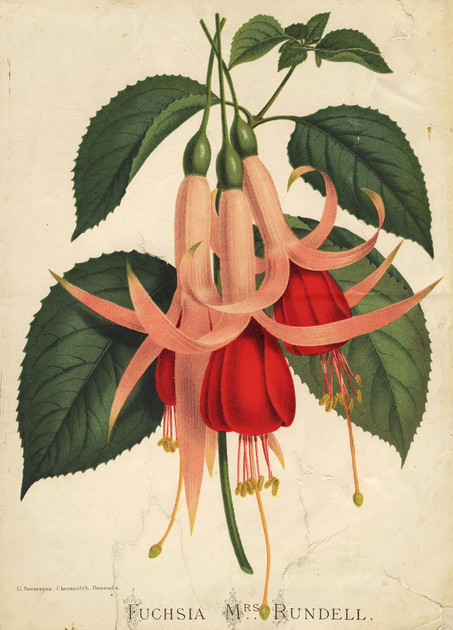 Botanische Darstellung einer Neem Baum Blüte und der Neem Frucht