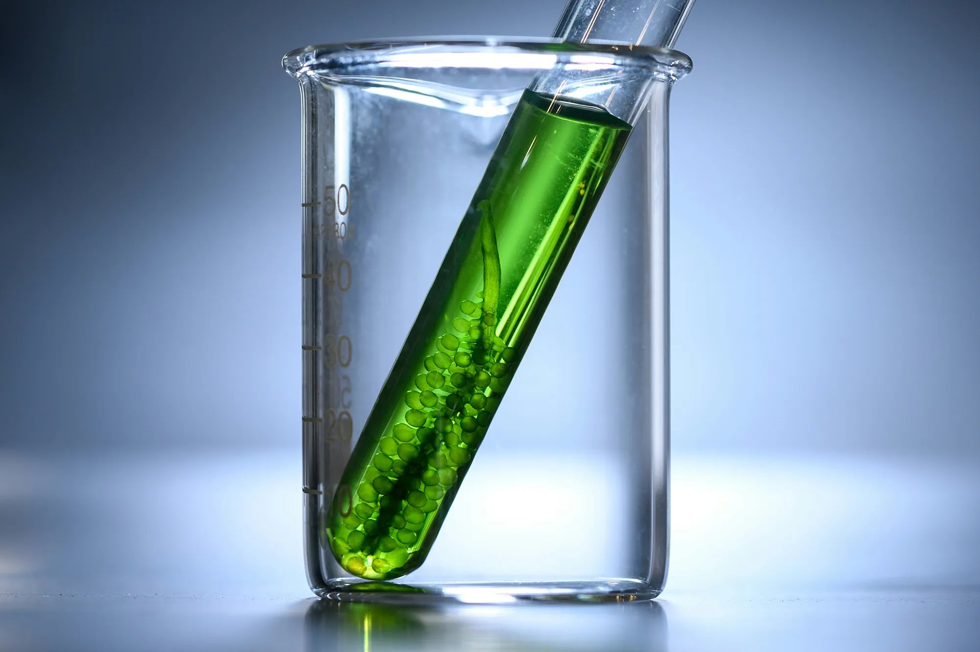 Reagenzglas mit Grüner Neem Pulver Flüssigkeit zur Kontrolle der Qualität des reeleef Bio Neem Pulver welches in Neem Kapseln gepresst wird