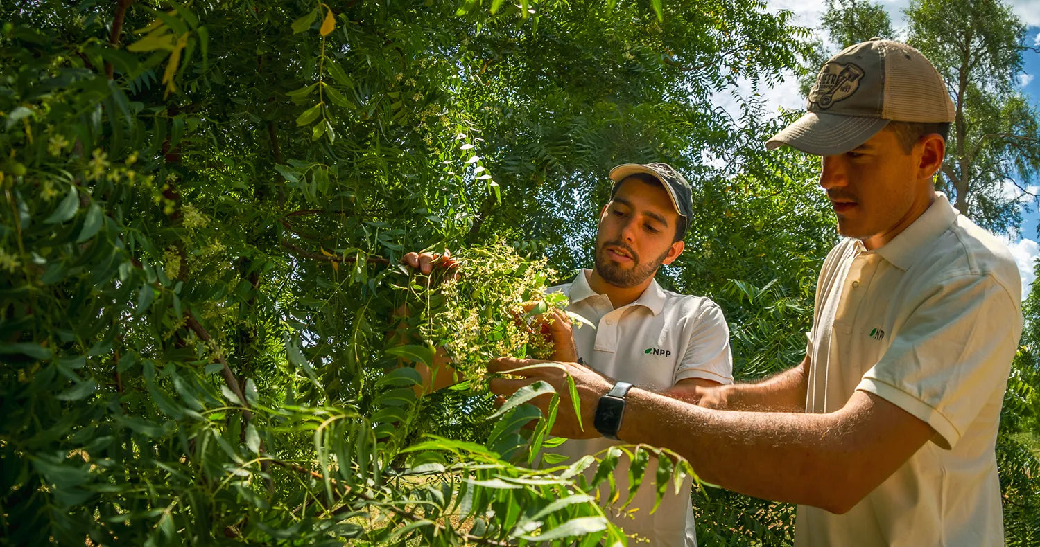 Qualitätskontrolle der Neem Bäume in Paraguay um ein reines und hochwertiges Bio Neem Pulver zu erstellen welches dann in Neem Kapseln gepresst werden kann