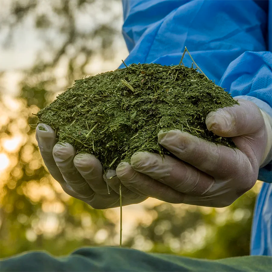 Ein Mensch in der Natur mit gehäuften Neem Blatt Pulver in der Hand.