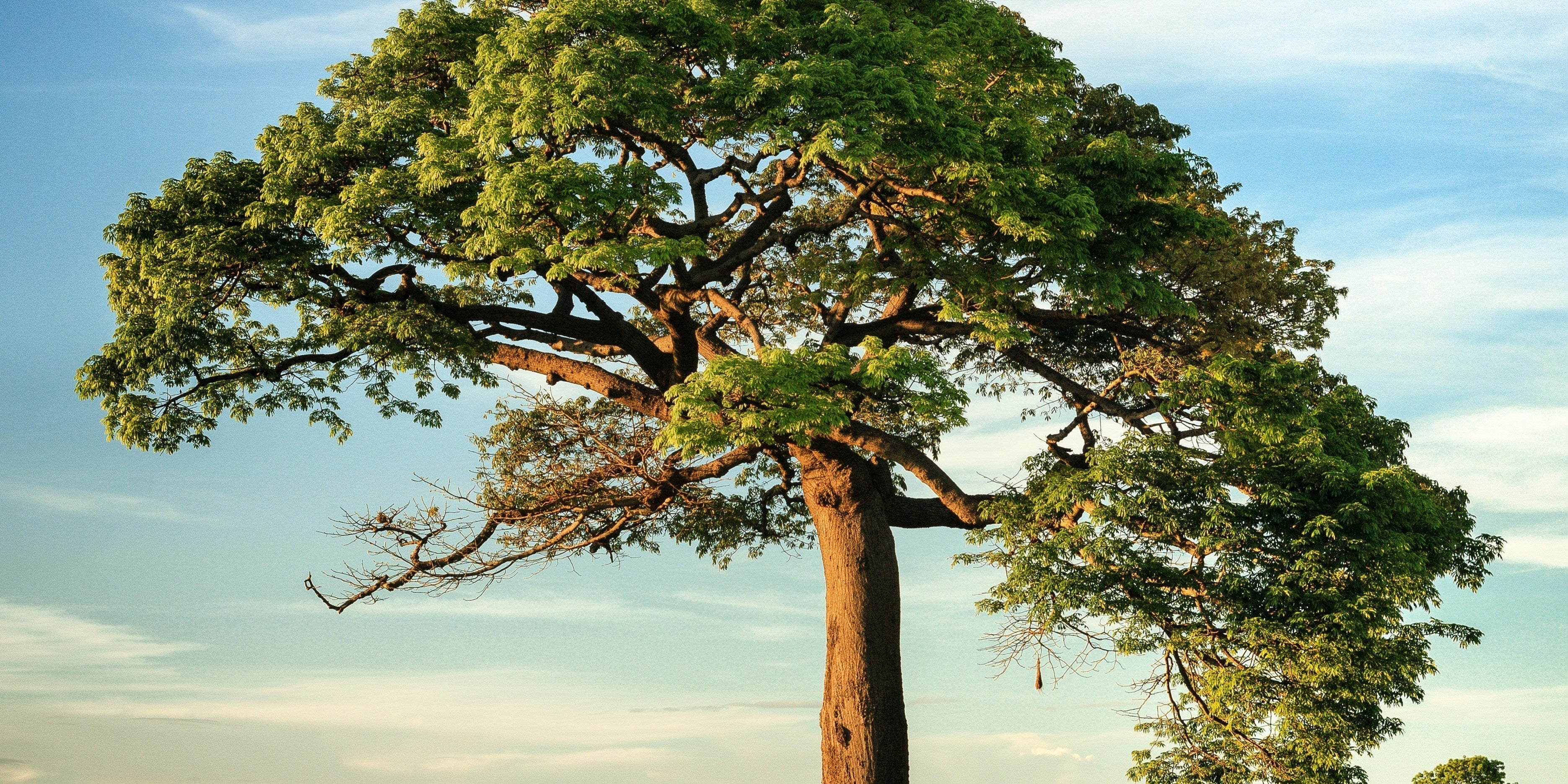 Neem – Der vielseitige Wunderbaum: Herkunft, Anwendung & Tradition