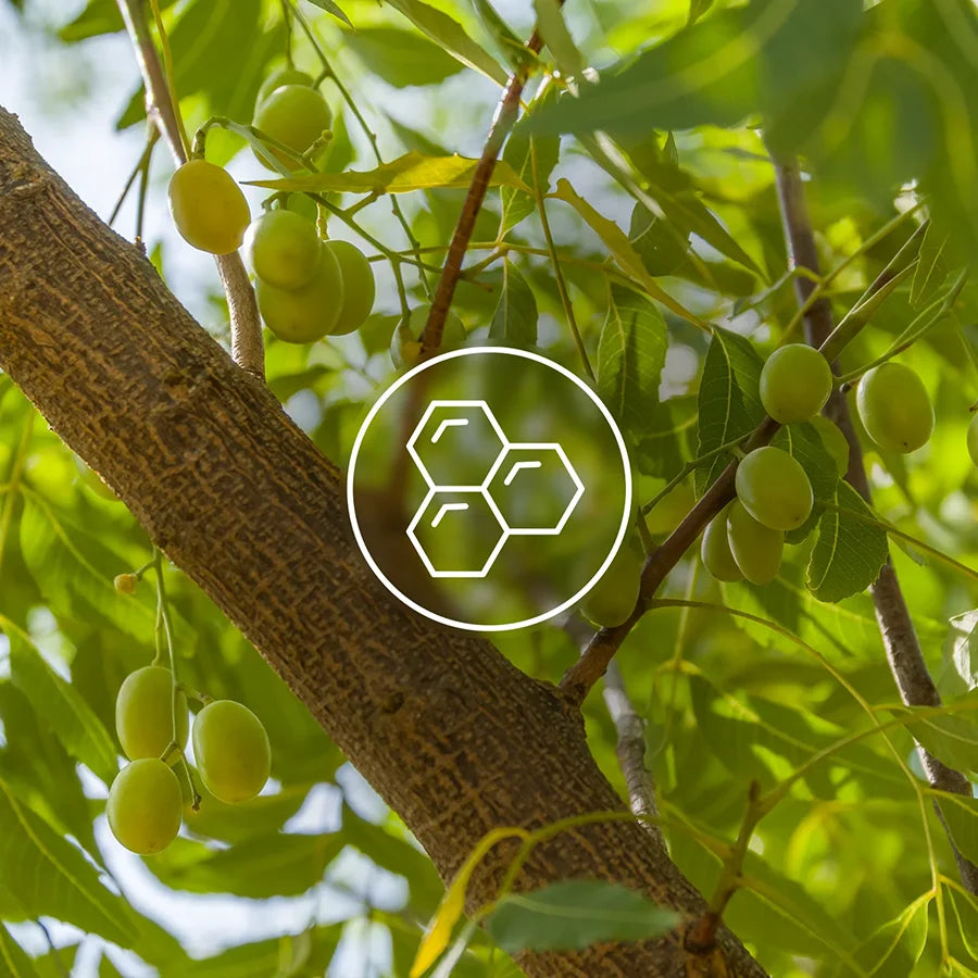 Eine Nahaufnahme des Neem Baums, auf der die Äste, Blätter und Früchte der Pflanze zu sehen sind. Ein kreisförmiges Logo in der Mitte stellt die Antioxidantien dar.