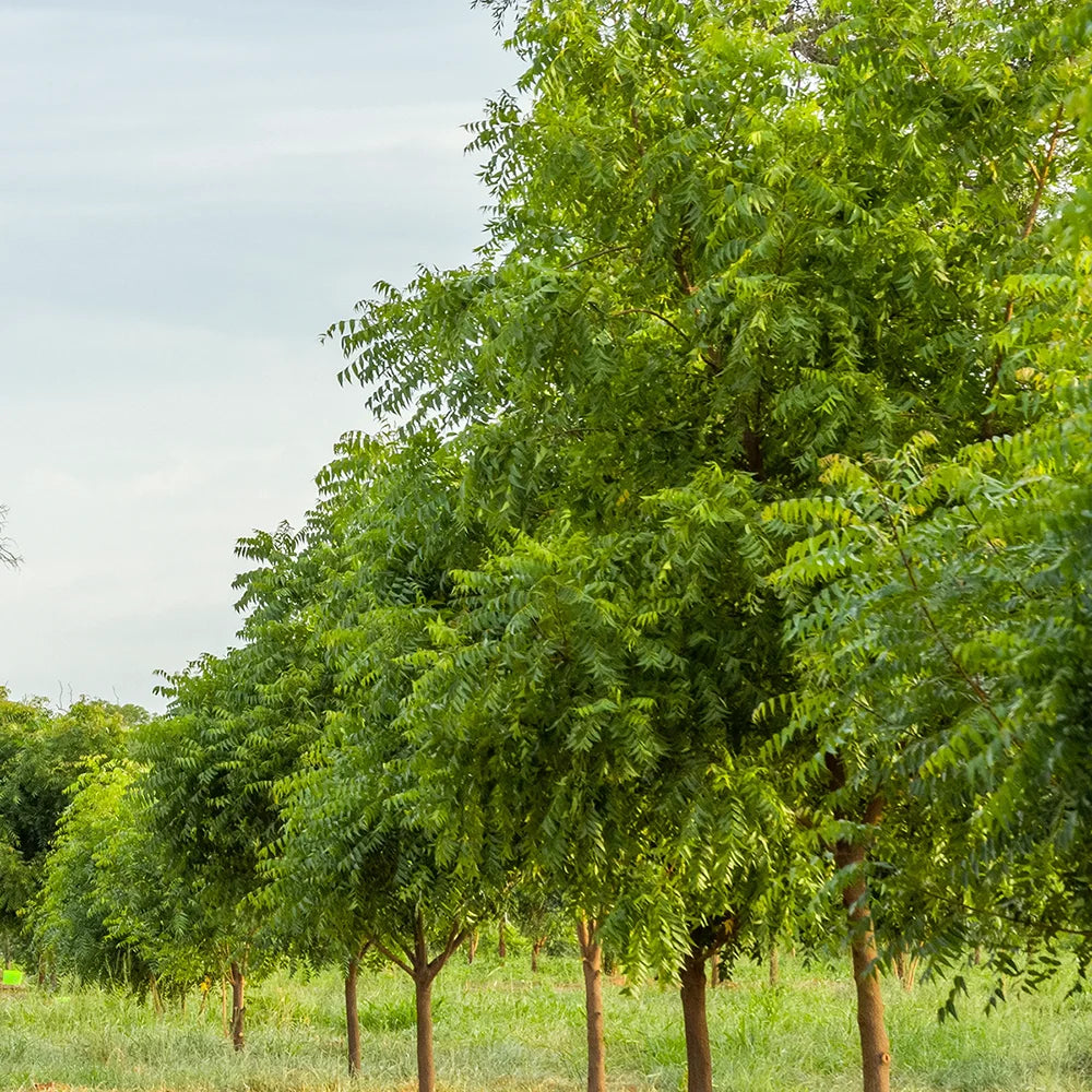 Große, grüne Neem Pflanzen auf dem Feld mit dem blauen Himmel im Hintergrund.