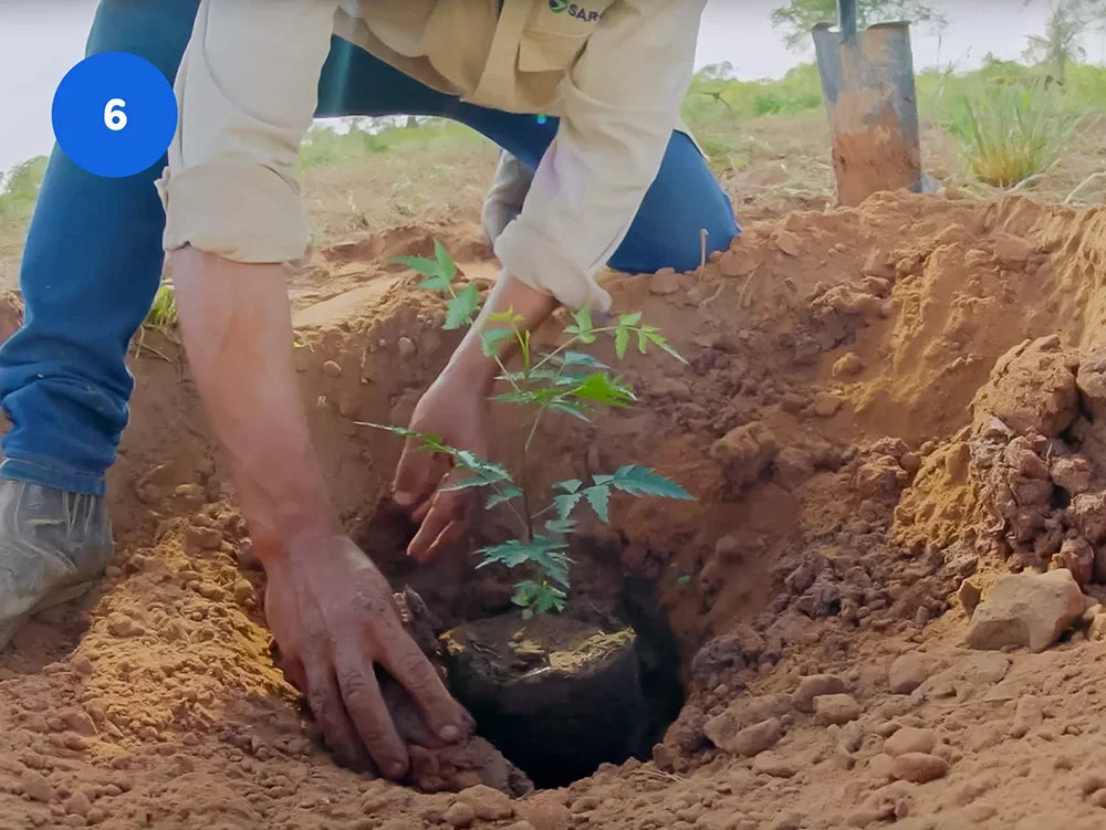Eine Person pflanzt mit seinen Händen eine kleine Neem Pflanze in die Erde.