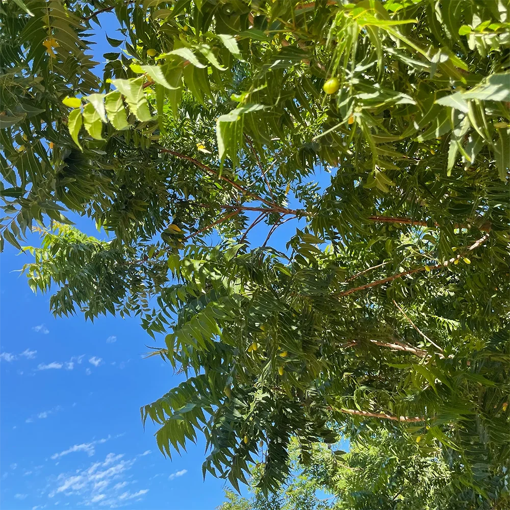Die Äste der Neem Pflanze sind zu sehen, im Hintergrund der blaue Himmel. 
