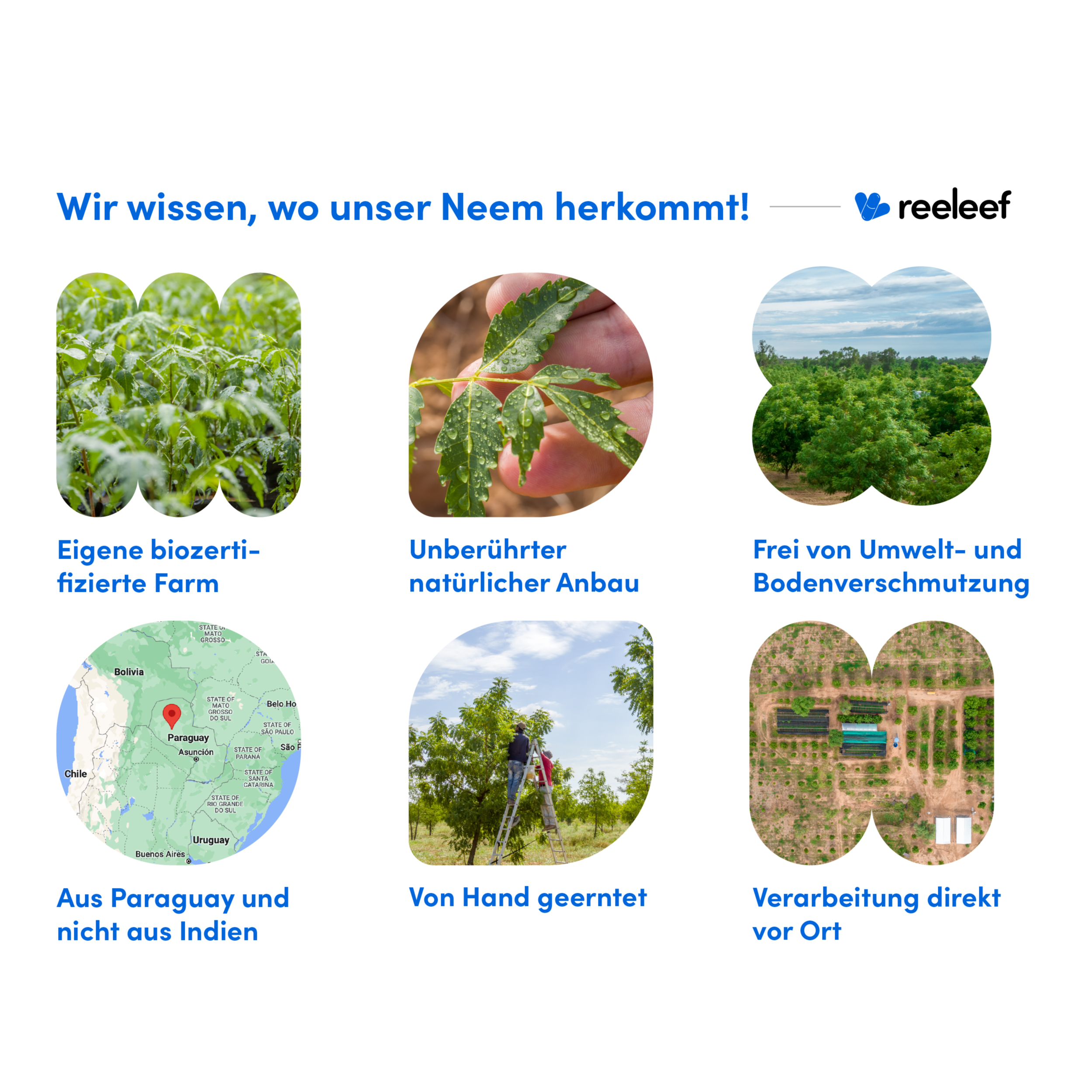 Infografik über unser Produkt und Informationen über seine Herkunft. 